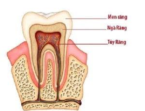 Cấu tạo cơ bản của răng khôn